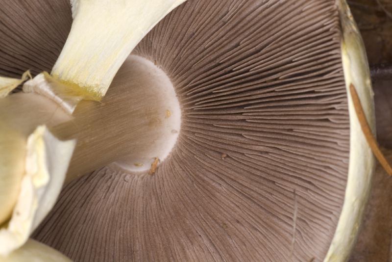Agaricus sylvicola (Vittadini) Saccardo ???
